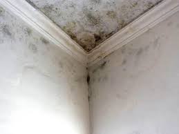 Best Black Mold Removal in Boston Heights, OH