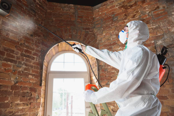 Best Emergency Mold Remediation in Boston Heights, OH