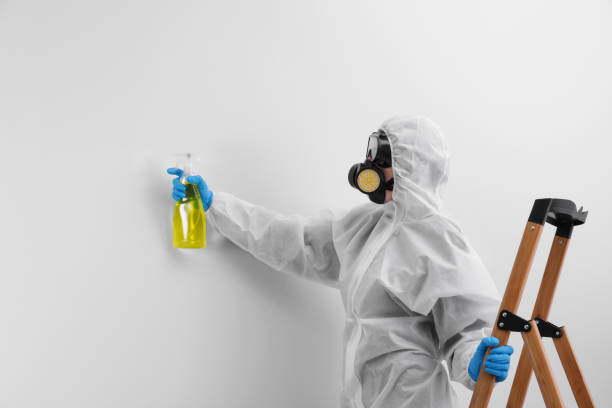 Best Environmental Consulting for Mold Prevention in Boston Heights, OH